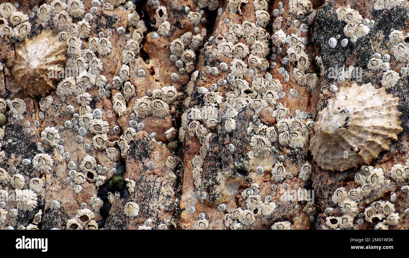 Abstract fotografia a colori della roccia costiere l immagine è un abstract di colore con un vicino impressionismo stile, contenente i modelli di roccia e texture. Foto Stock