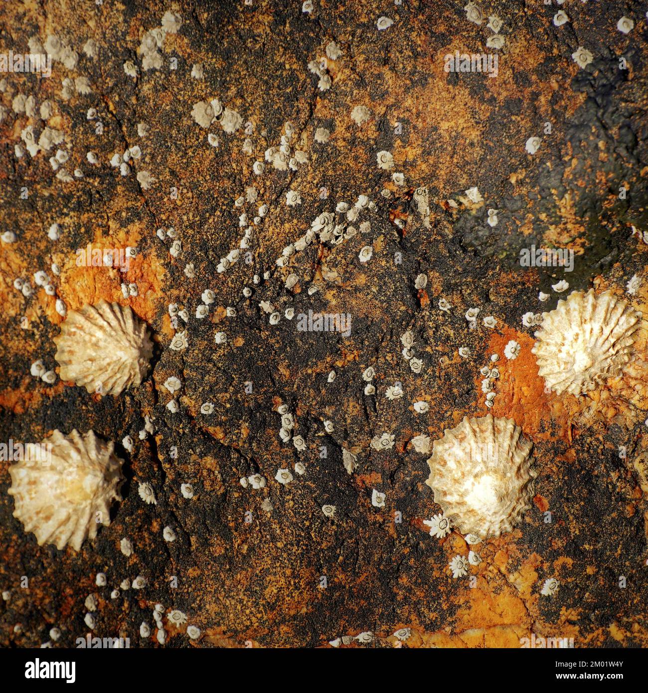 Abstract fotografia a colori della roccia costiere l immagine è un abstract di colore con un vicino impressionismo stile, contenente i modelli di roccia e texture. Foto Stock