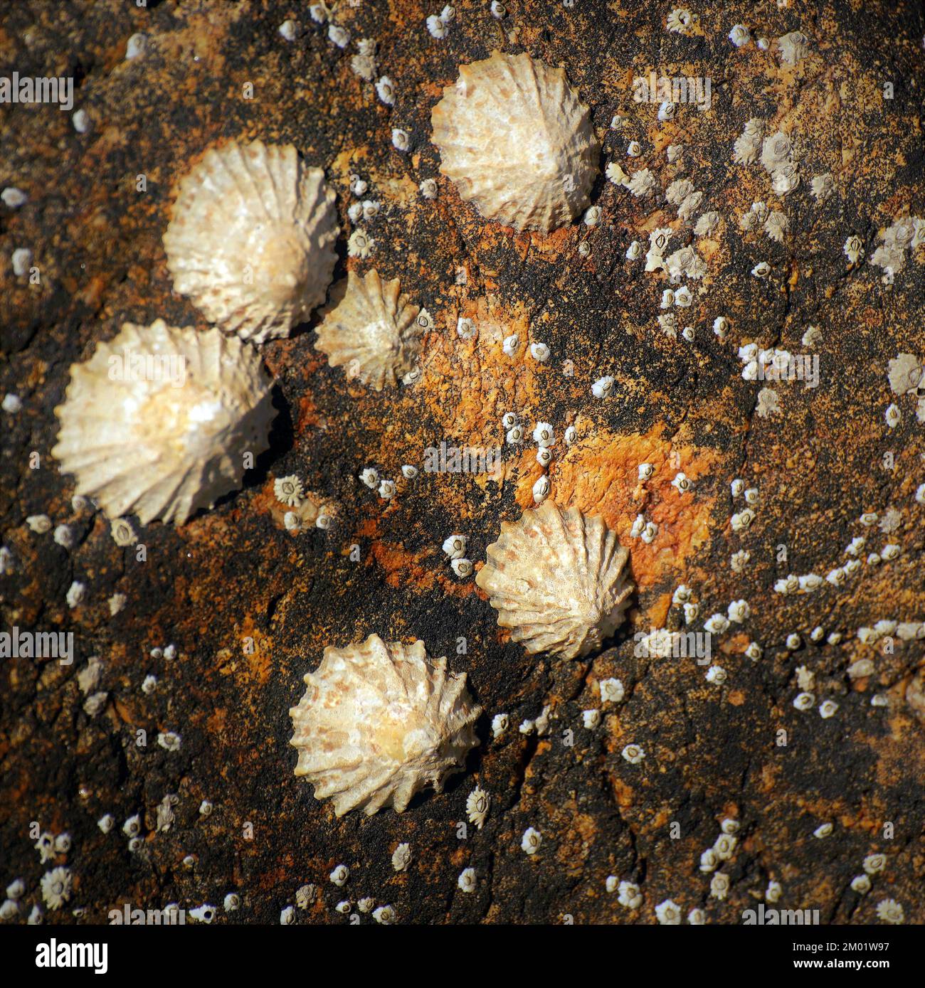 Abstract fotografia a colori della roccia costiere l immagine è un abstract di colore con un vicino impressionismo stile, contenente i modelli di roccia e texture. Foto Stock