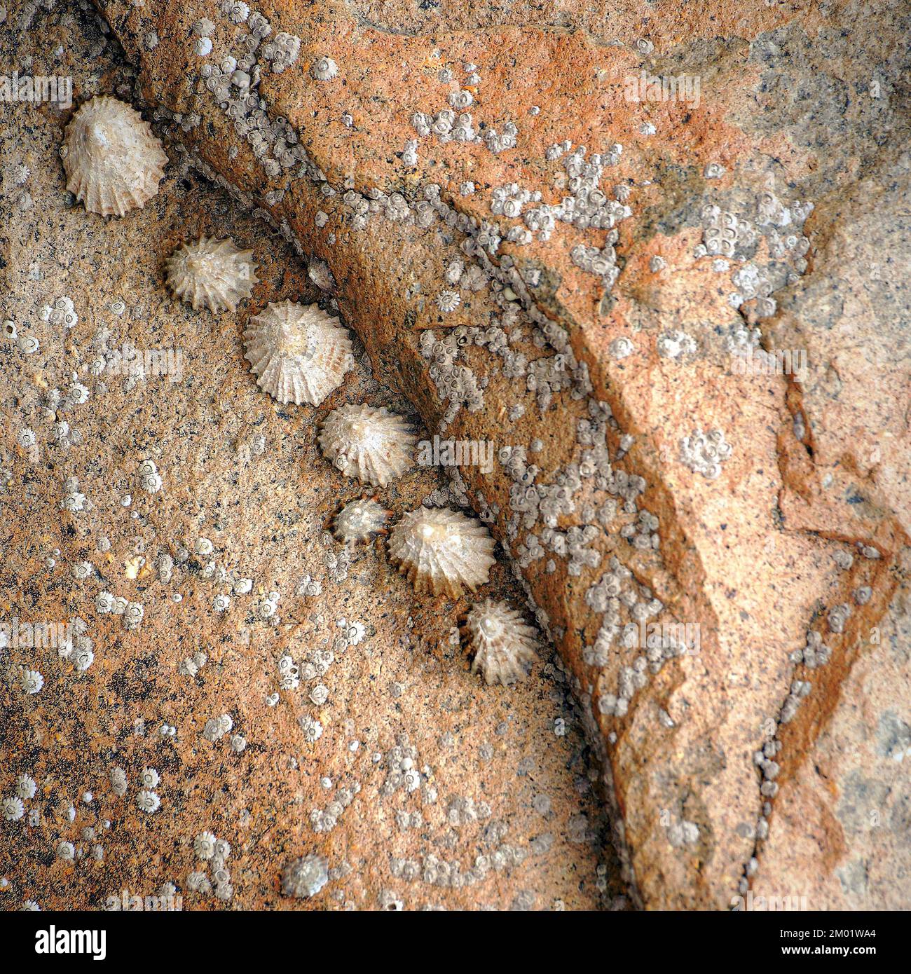Abstract fotografia a colori della roccia costiere l immagine è un abstract di colore con un vicino impressionismo stile, contenente i modelli di roccia e texture. Foto Stock