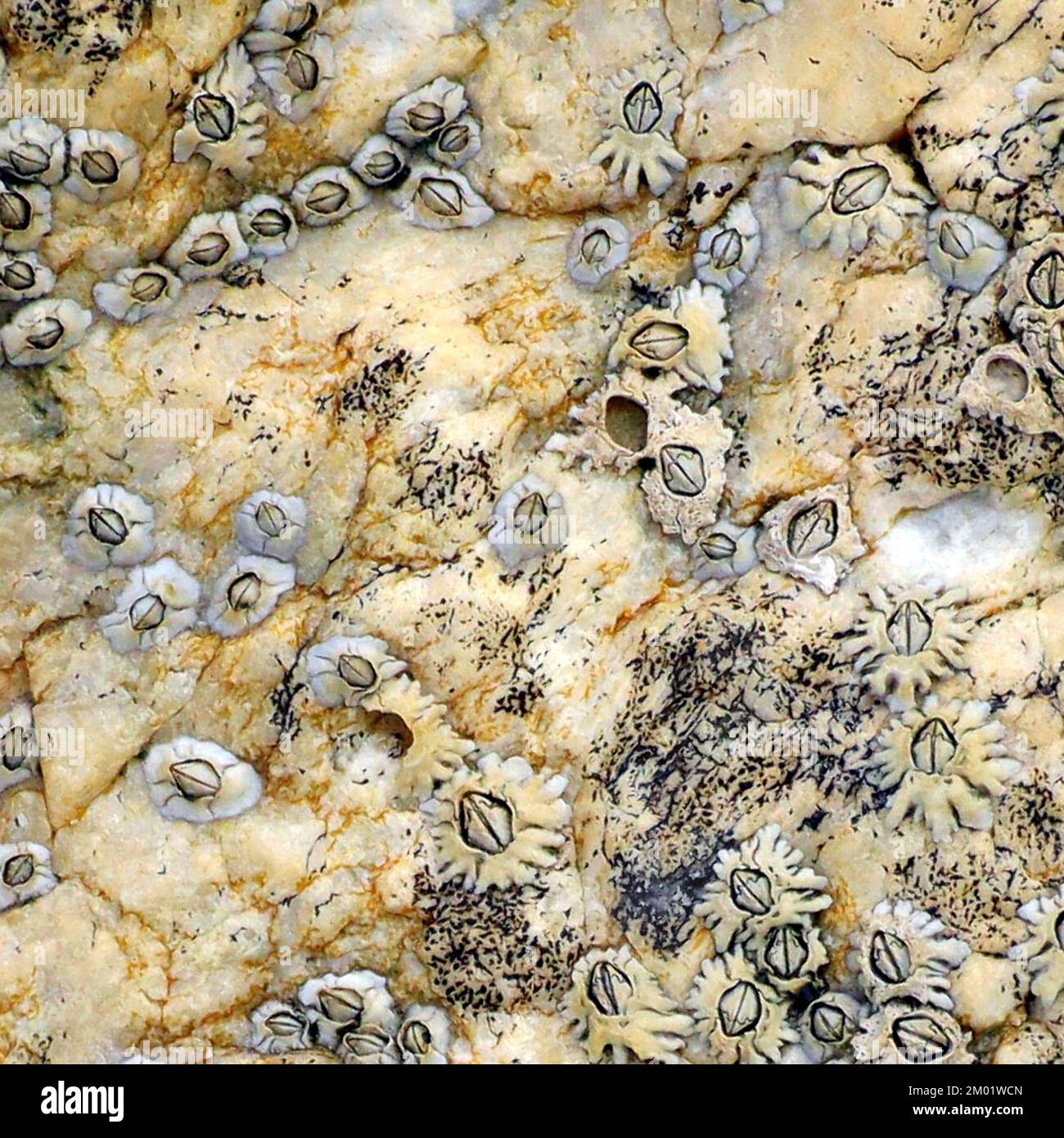 Abstract fotografia a colori della roccia costiere l immagine è un abstract di colore con un vicino impressionismo stile, contenente i modelli di roccia e texture. Foto Stock