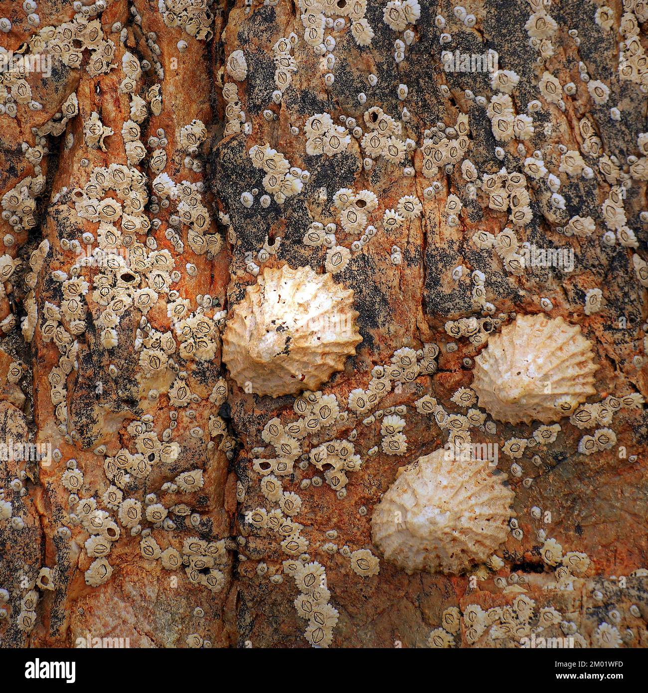 Abstract fotografia a colori della roccia costiere l immagine è un abstract di colore con un vicino impressionismo stile, contenente i modelli di roccia e texture. Foto Stock