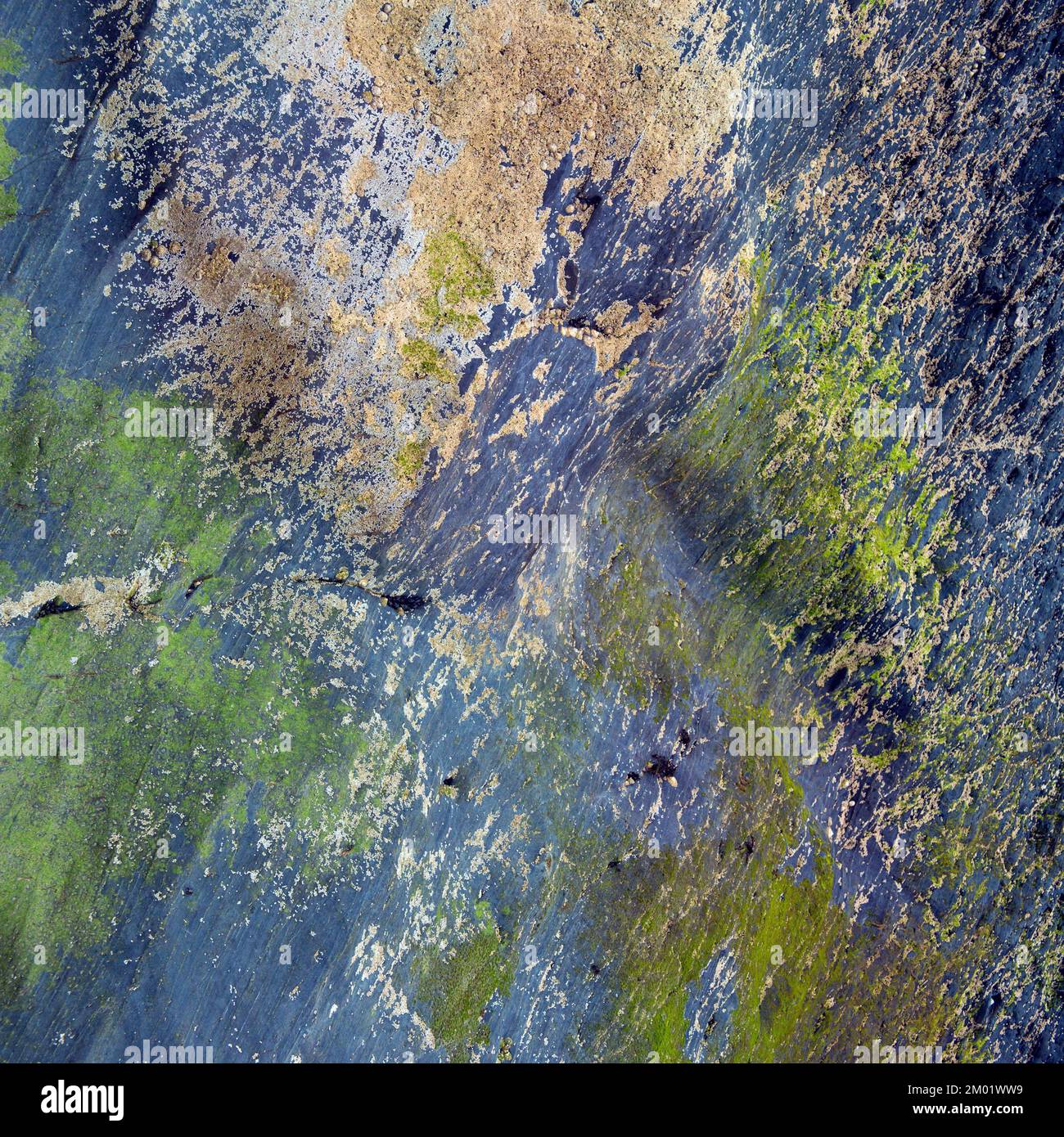 Plantlife marino sulle rocce a Tresaith Cardigan Bay Galles Regno Unito Foto Stock