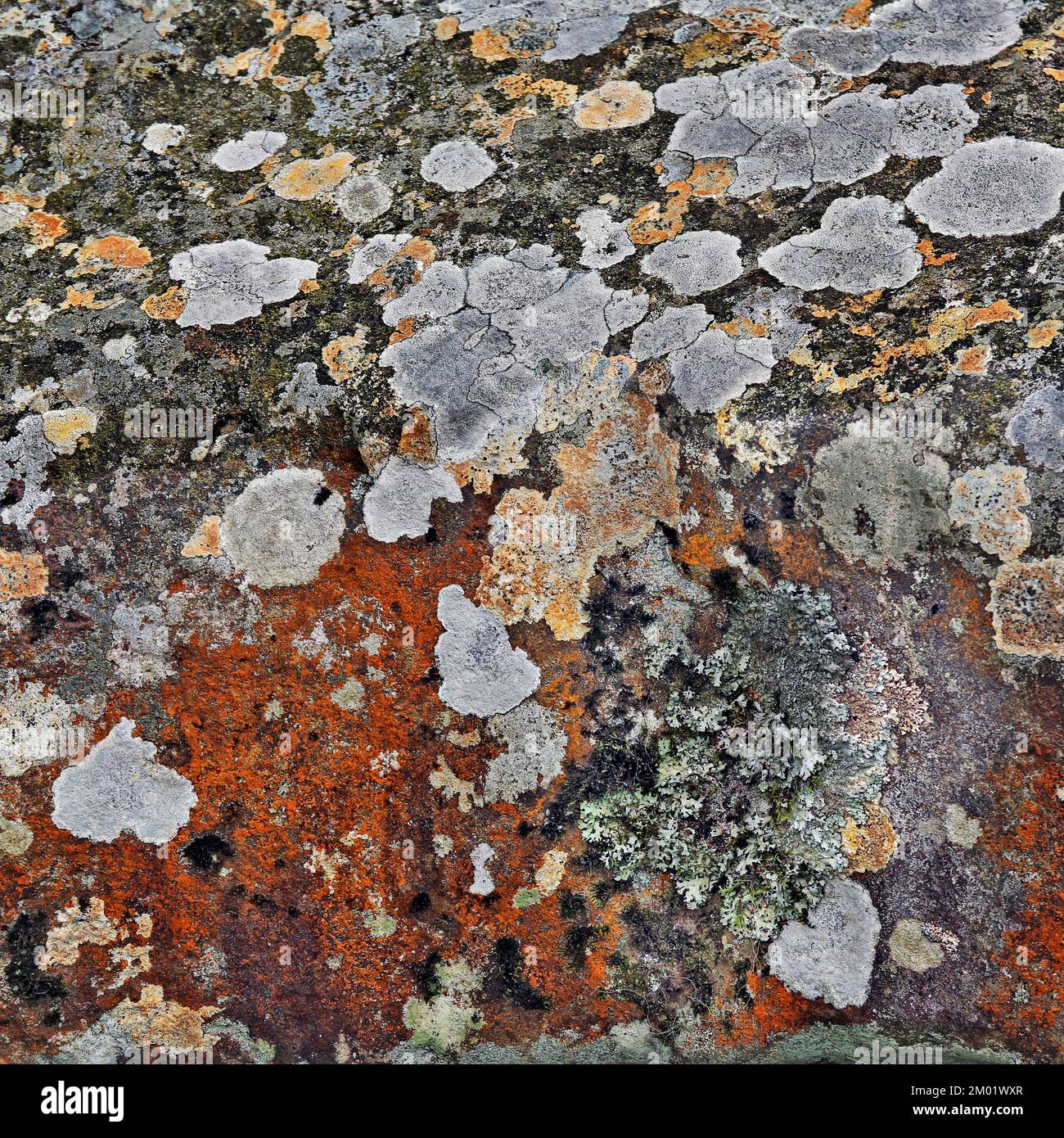 Varietà colourful di Lichen e alghe che crescono sulle rocce vicino Aber Falls Snowdonia North Wales Foto Stock