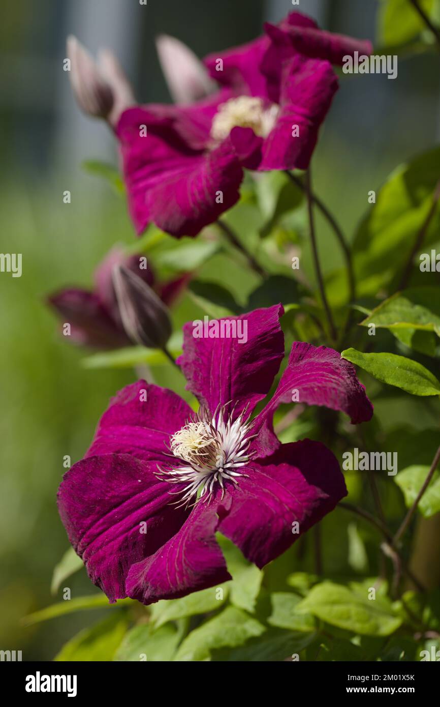 Viola la clematide fiori in un giardino Foto Stock