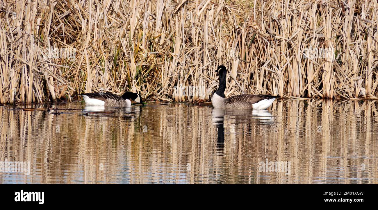 Fotografa Shropshire e Worcester Canal un canale di vie navigabili inglesi vicino a Tixall nello Staffordshire che mostra una forma leggera di natura Foto Stock