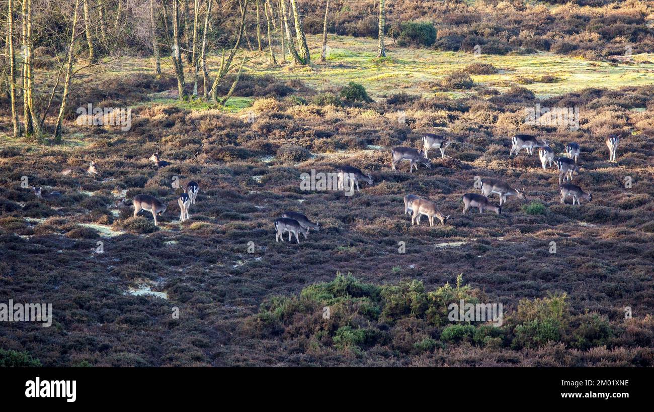 Allevamento di cervi nella vecchia cava di Brocton fine inverno Cannock Chase Country Park AONB (area di straordinaria bellezza naturale) in Staffordshire Inghilterra Foto Stock