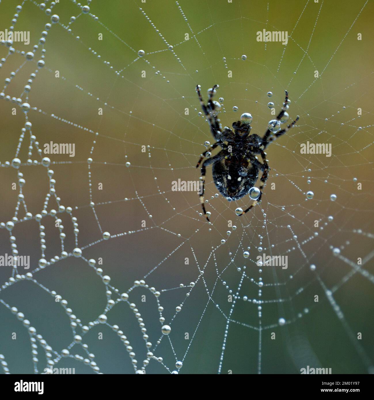 Primo piano Spider comune in inverno su Cannock Chase AONB Area of Outstanding Natural Beauty in Staffordshire Inghilterra Regno Unito Foto Stock