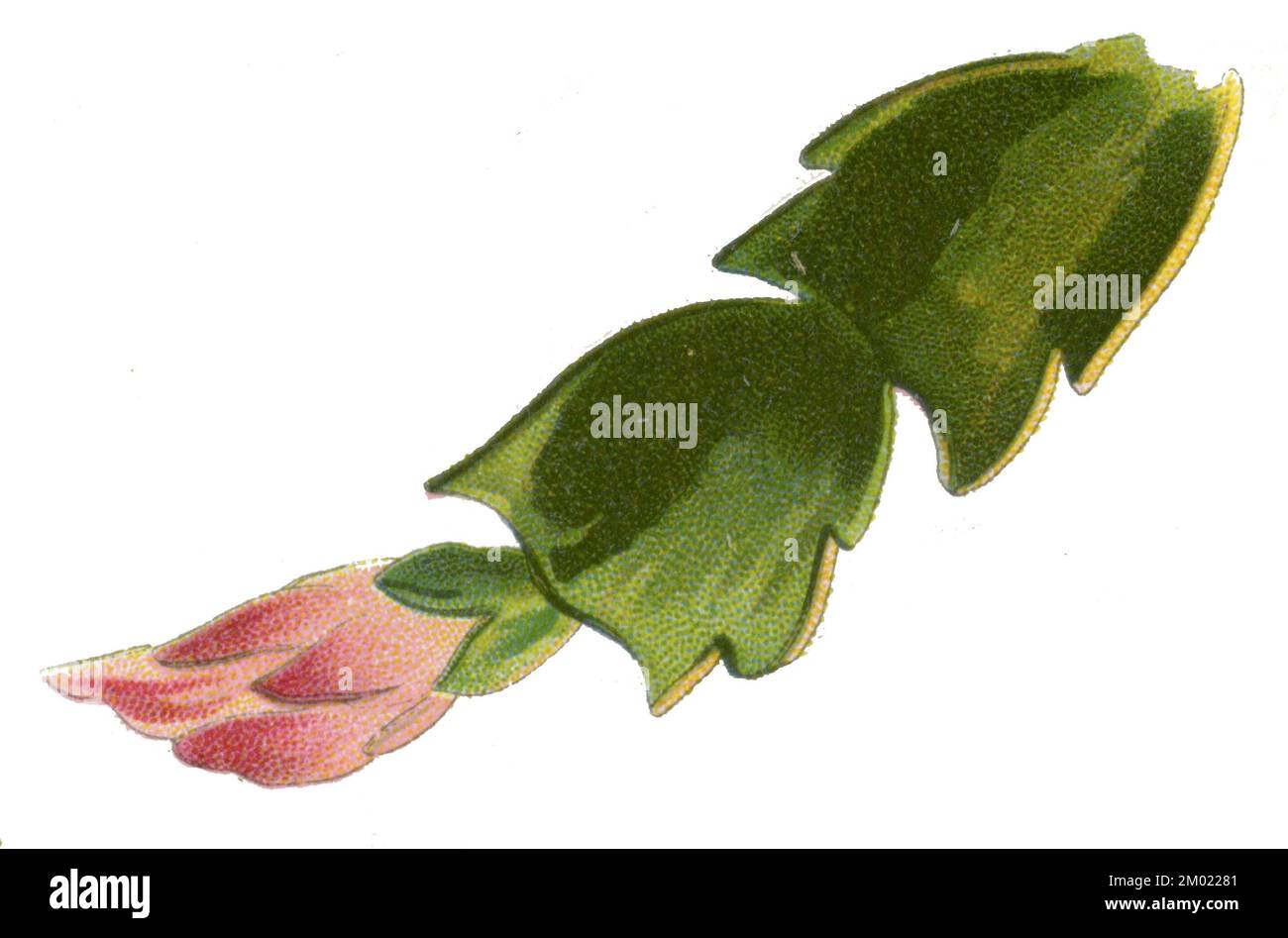 Schlumbergera truncata Schlumbergera truncata, (libro giardino, 1896), Weihnachtskaktus Foto Stock