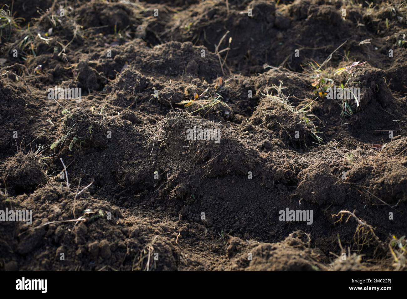 Profondità di campo bassa (fuoco selettivo) dettagli con terreno di dissodamento durante un'attività di piantagione di alberi in un freddo giorno di novembre. Foto Stock
