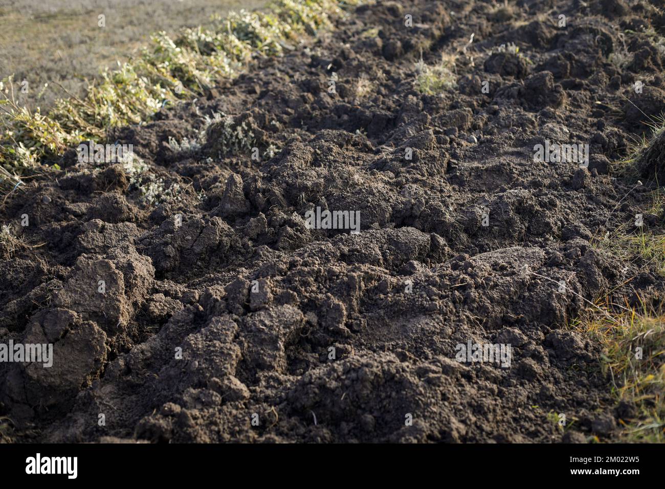 Profondità di campo bassa (fuoco selettivo) dettagli con terreno di dissodamento durante un'attività di piantagione di alberi in un freddo giorno di novembre. Foto Stock