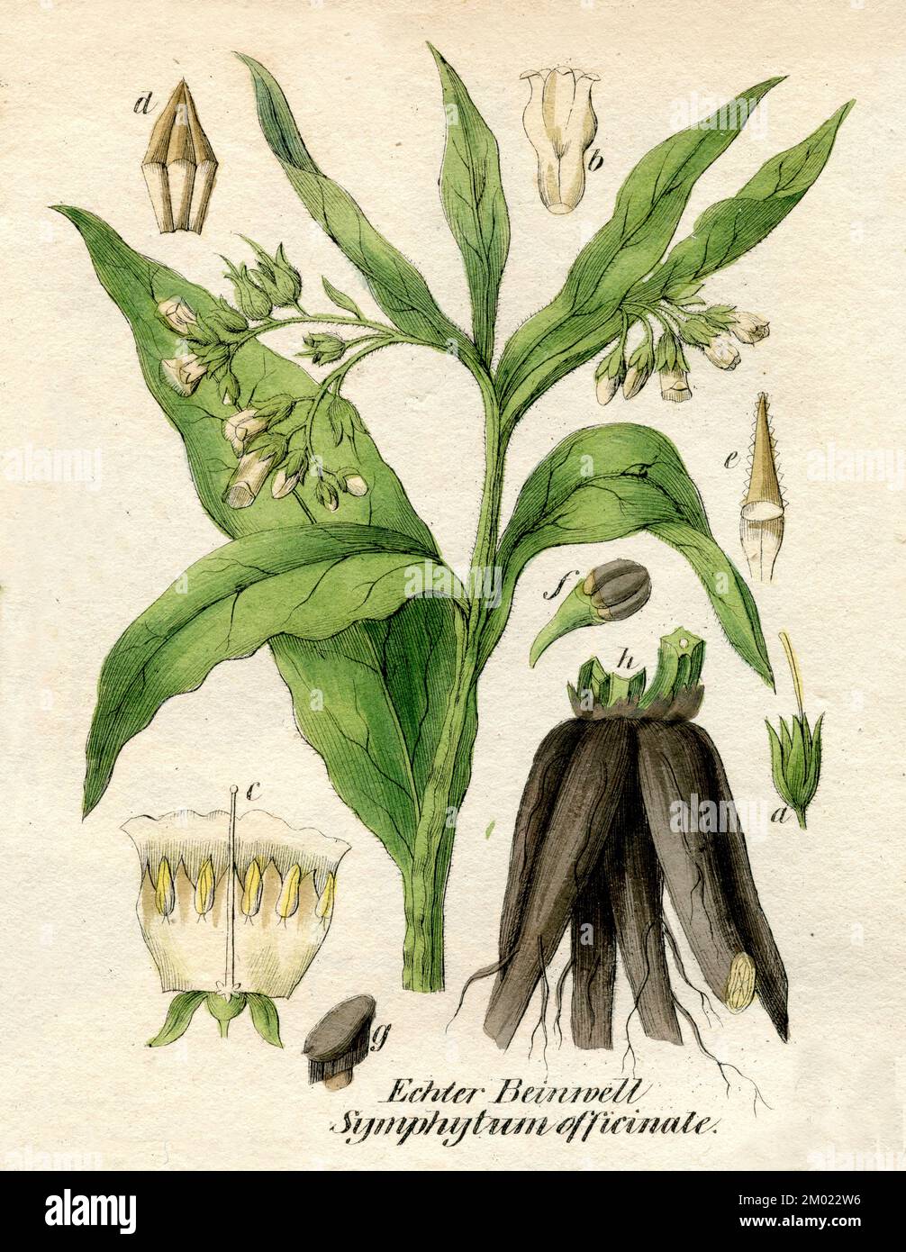 comfrey Symphytum officinale, (libro di botanica, 1850), Echter Beinwell Foto Stock