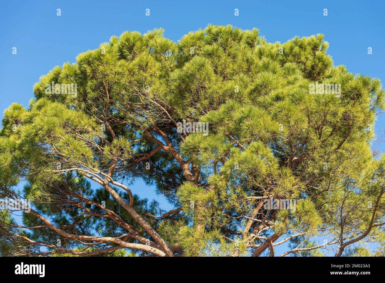 Primo piano di un verde pino marittimo contro un cielo azzurro chiaro. Regione mediterranea, costa del Lago di Garda, provincia di Verona, Veneto, Italia, Europa meridionale Foto Stock