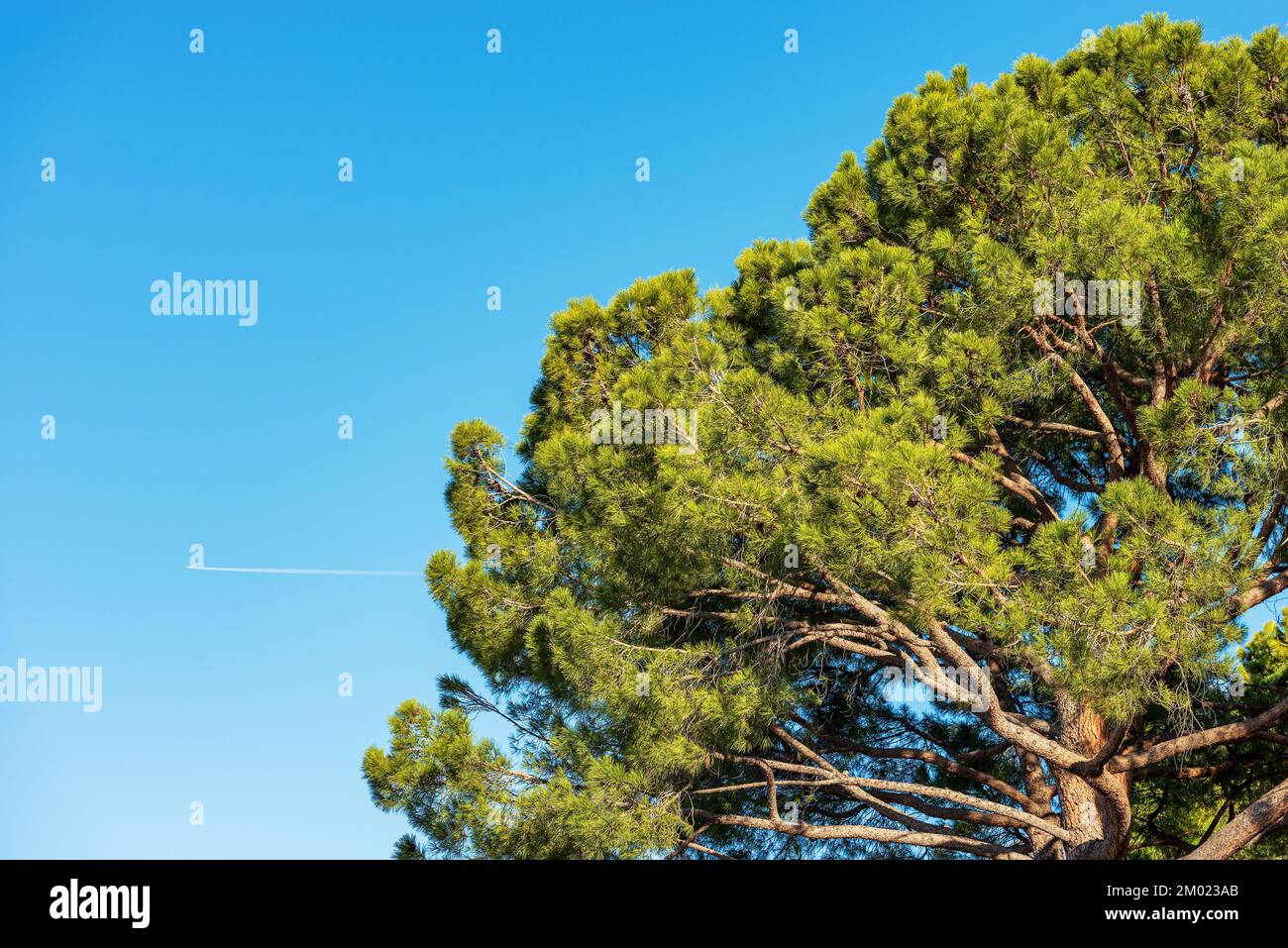 Primo piano di un verde pino marittimo contro un cielo azzurro chiaro. Regione mediterranea, costa del Lago di Garda, provincia di Verona, Veneto, Italia, Europa meridionale Foto Stock