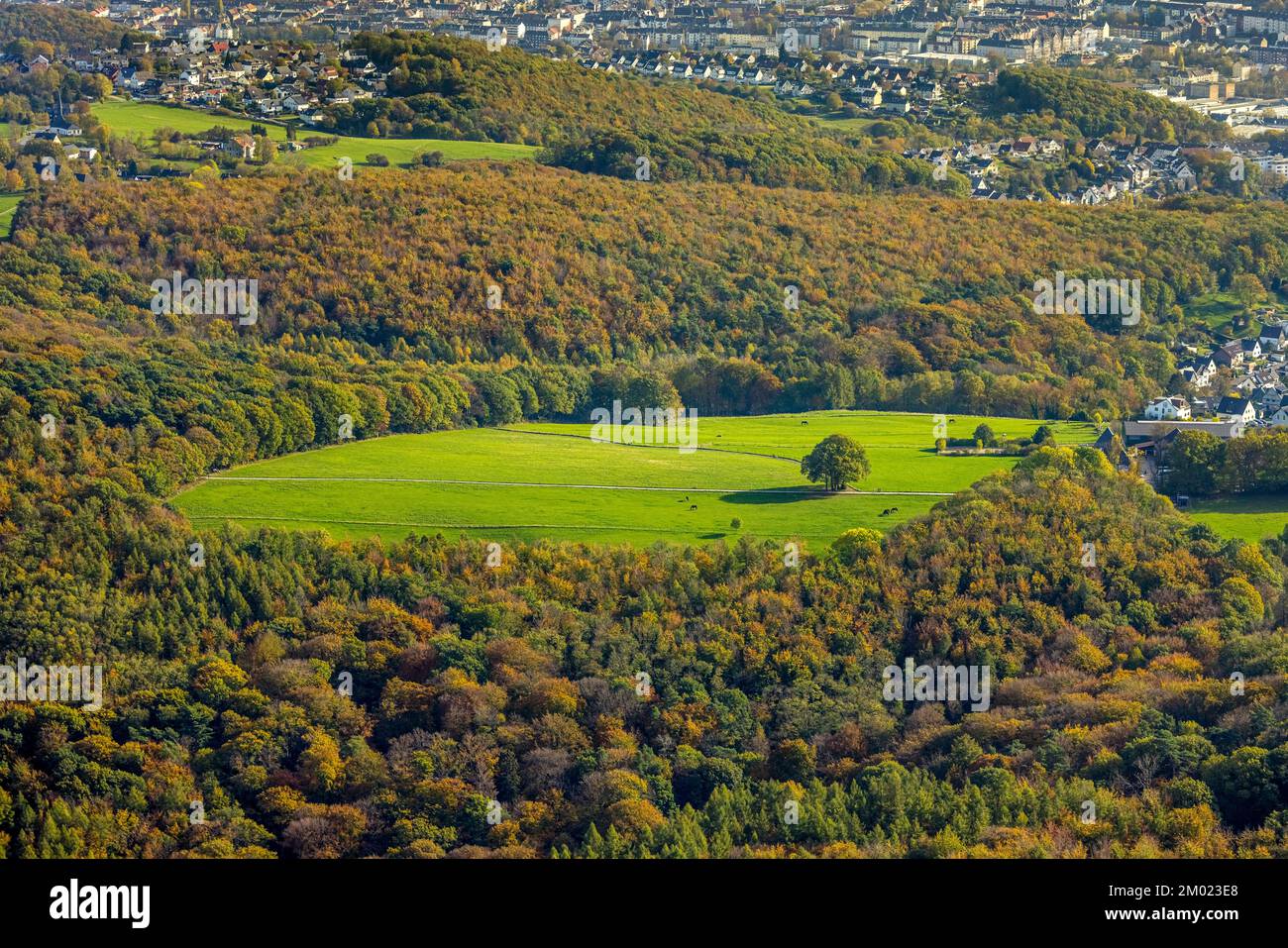 Luftbild, Baum im Feld, Herbstwald, Pferde auf der Weide, Vorhalle, Hagen, Ruhrgebiet, Nordrhein-Westfalen, Deutschland, Auf der Halle, Bunte Bäume, B Foto Stock
