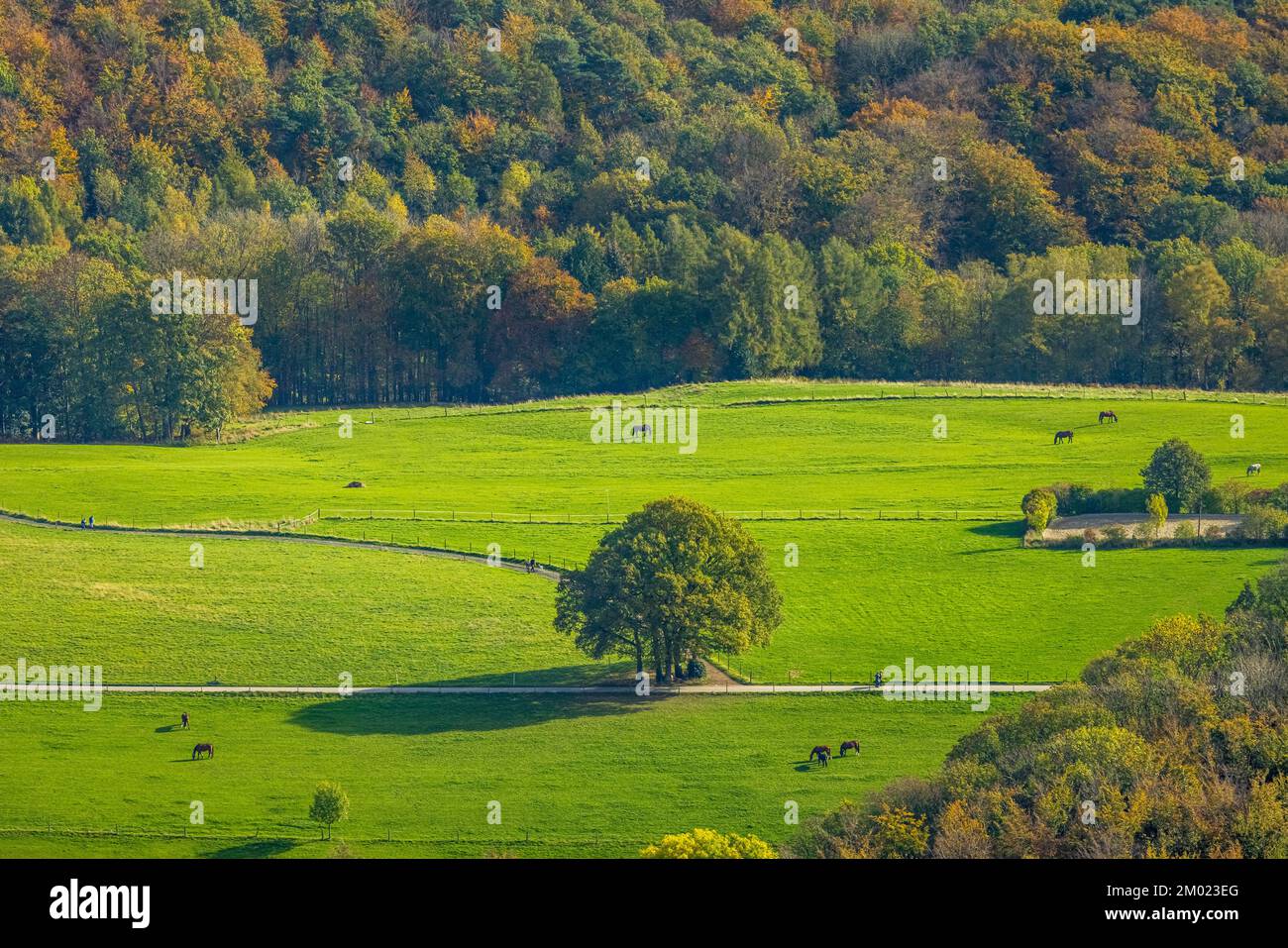 Luftbild, Baum im Feld, Herbstwald, Pferde auf der Weide, Vorhalle, Hagen, Ruhrgebiet, Nordrhein-Westfalen, Deutschland, Auf der Halle, Baum, Baum am Foto Stock