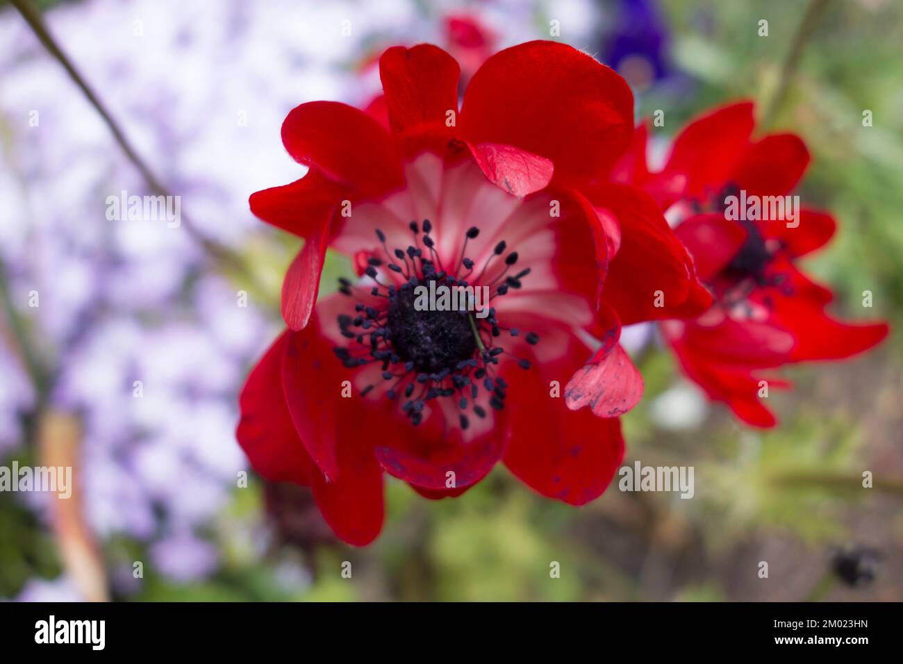 Fiore di papavero rosso con i rami nello sfondo Foto Stock