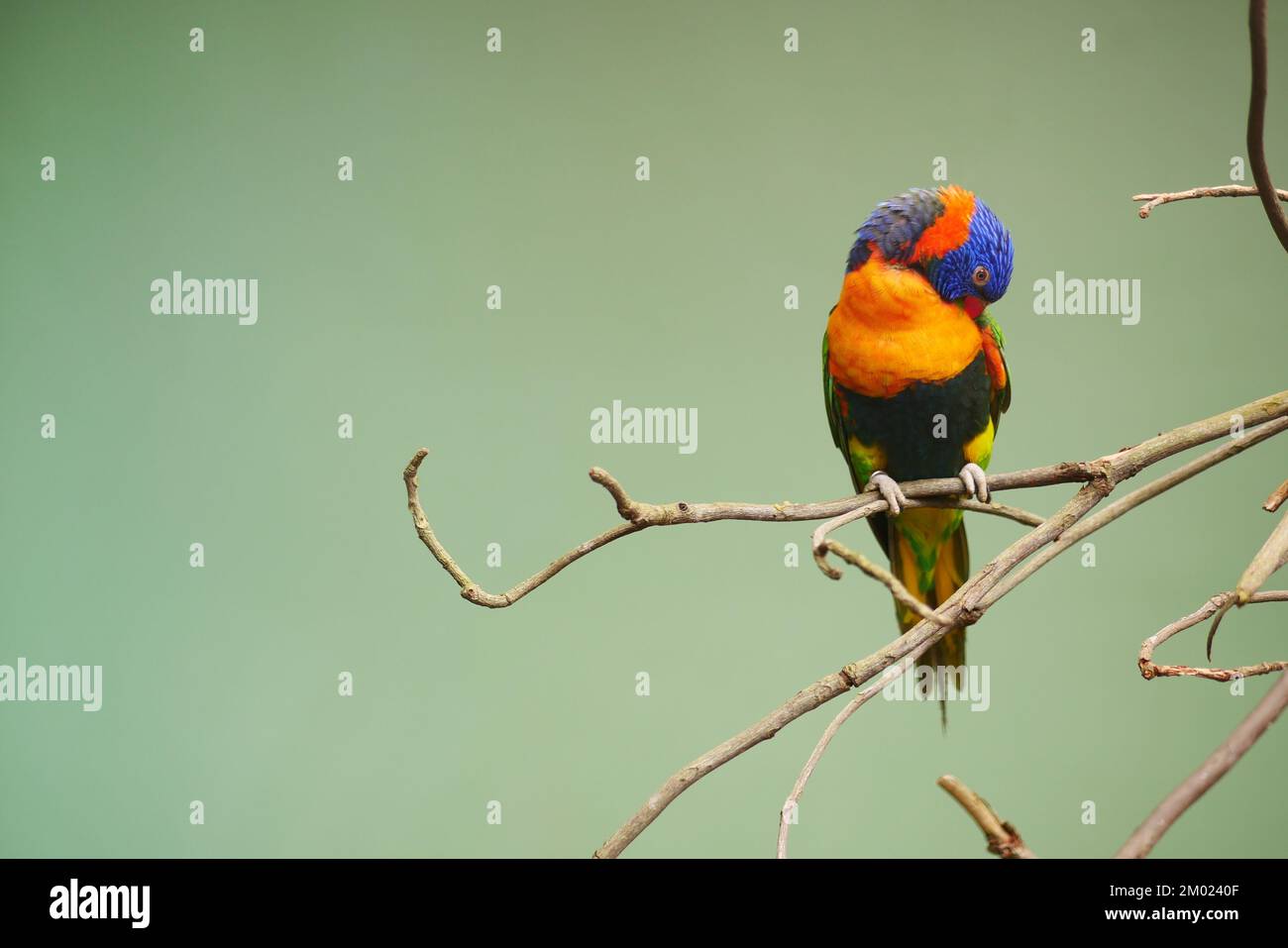 Piccoli pappagalli in piedi sul ramo contro sfondo verde con spazio di copia Foto Stock