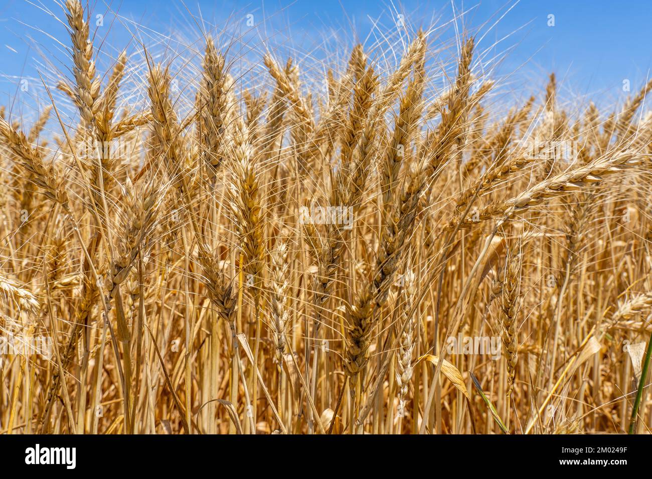 Primo piano di un oro spighe di grano. Campo di grano in un periodo di raccolta. Sfondo cielo blu. Messa a fuoco selettiva. Foto di alta qualità Foto Stock