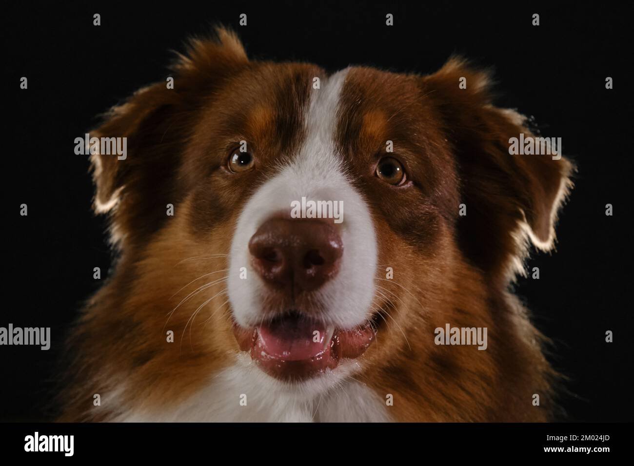 Studio ritratto di pastore australiano marrone. Cane purosangue su sfondo scuro testa primo piano, guardare con attenzione avanti con il volto sorridente felice. Aussie Foto Stock