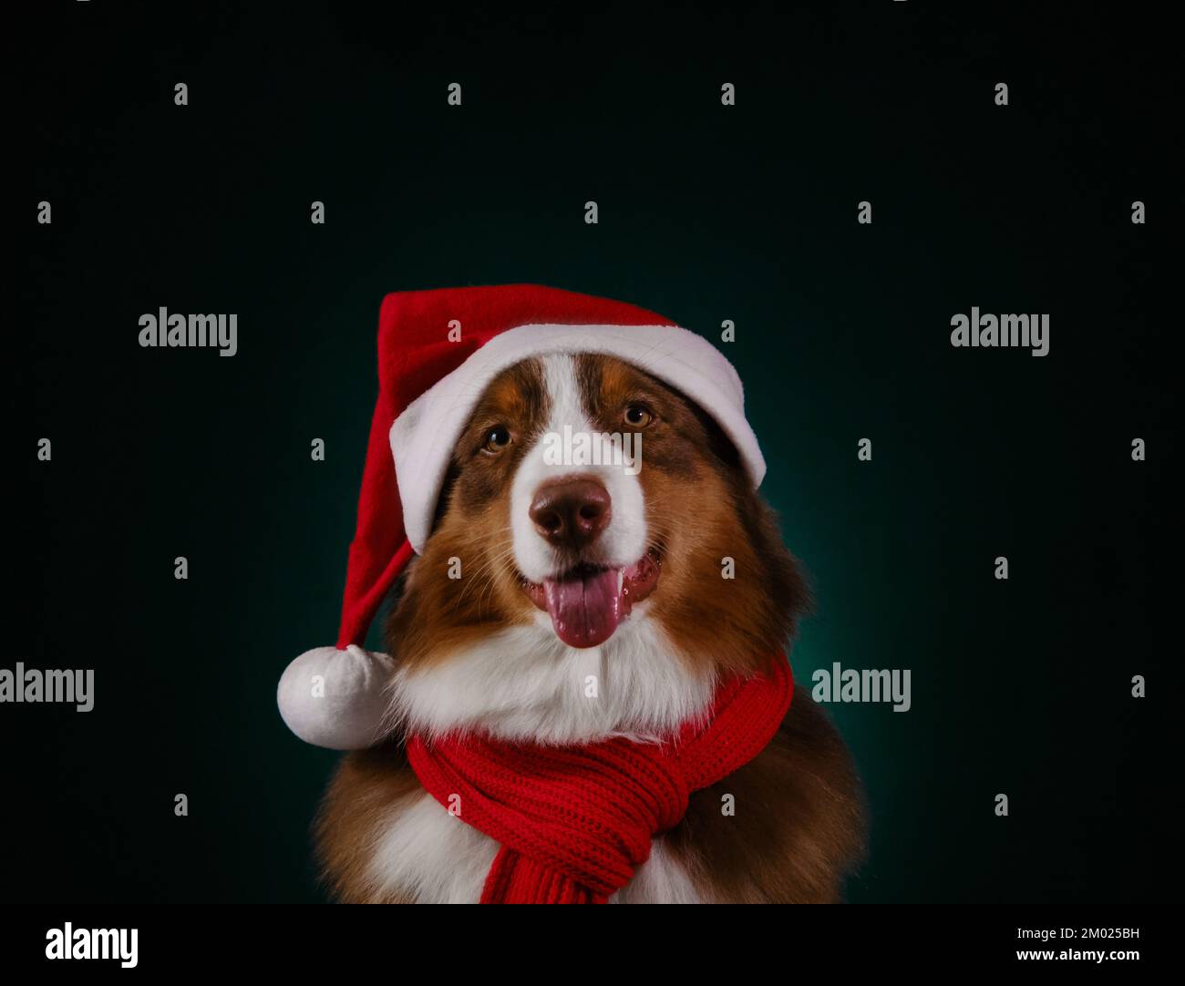 Il pastore australiano marrone indossa una sciarpa a maglia rossa calda e un cappello di Santa. Studio Portrait f aussie rosso tri su sfondo verde scuro. Il cane sorride con tongu Foto Stock