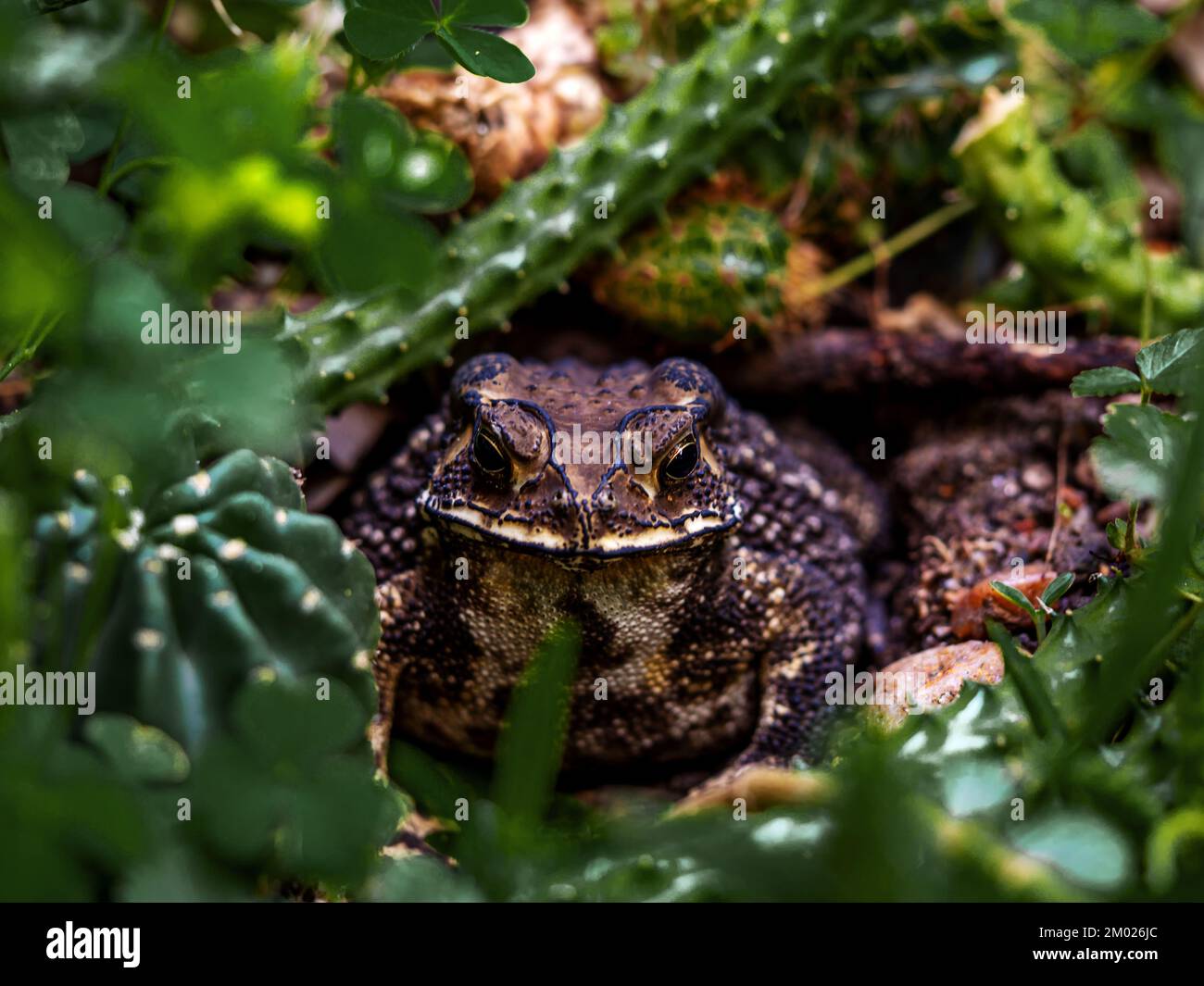 Primo piano del volto di un toad Bufo melanostictus Foto Stock