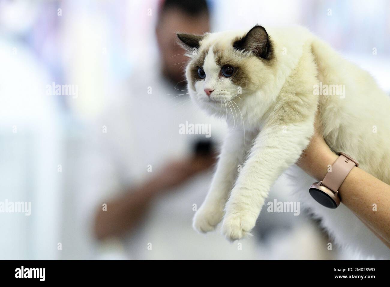 Un gatto è visto al salone internazionale dei gatti 2022 a Zagabria, Croazia il 03 dicembre 2022. Foto: Zoe Sarlija/PIXSELL Foto Stock