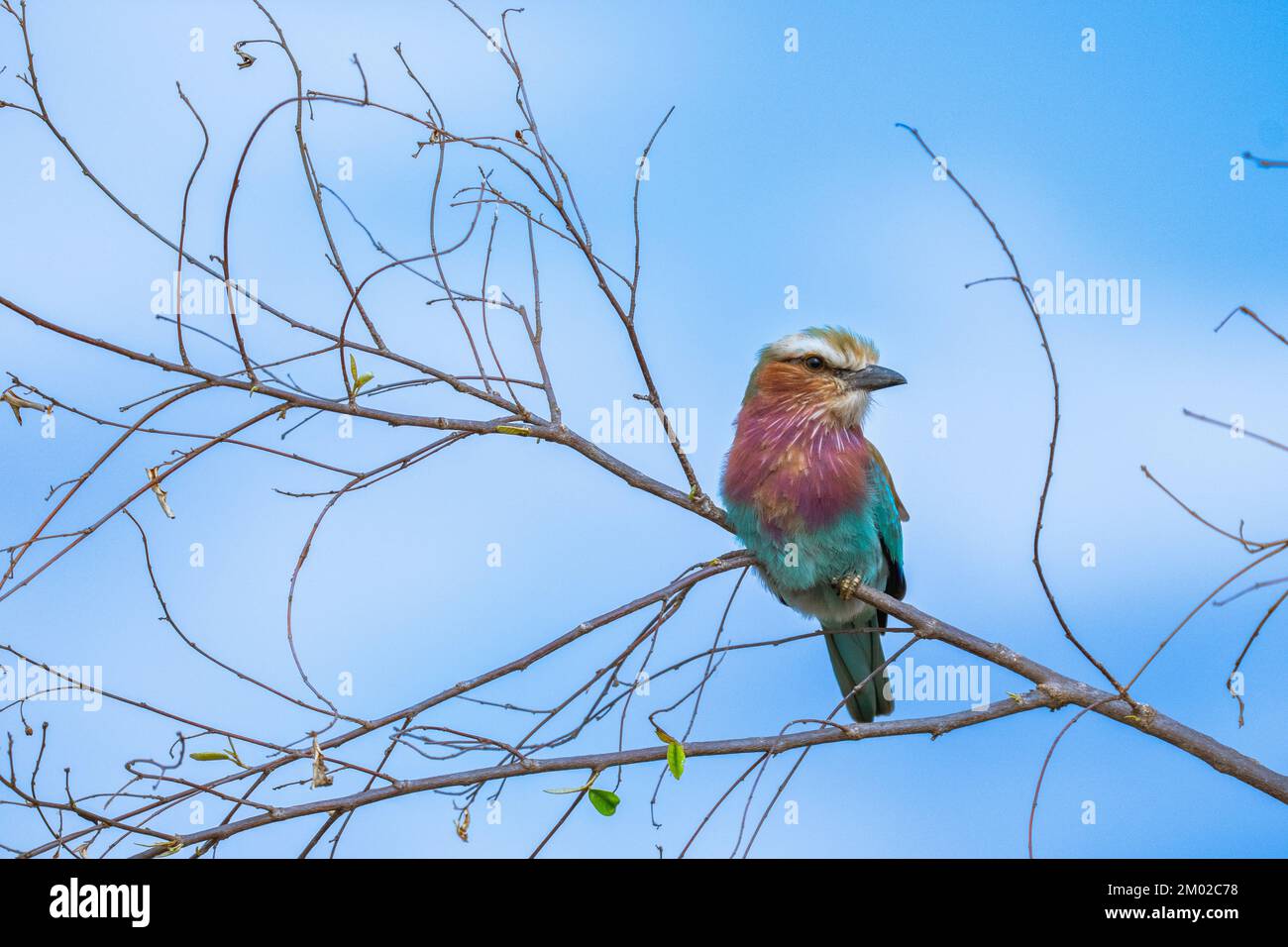 Lilla-breasted rullo (Coracias caudatus) Foto Stock