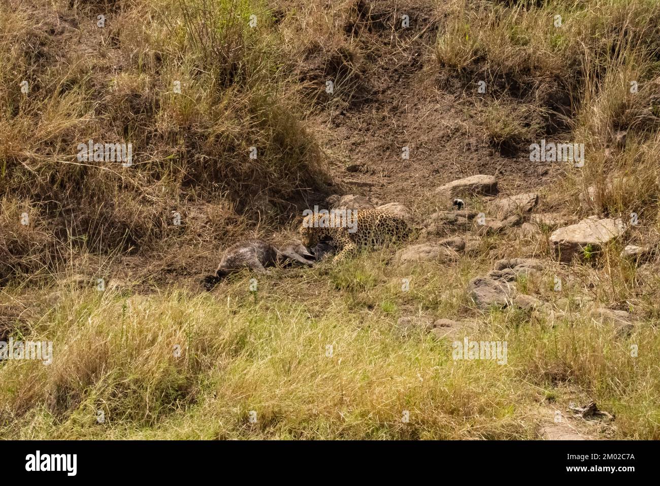 Leopardo africano caccia vitello selvaggina Foto Stock