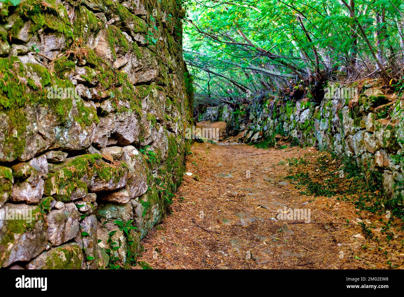 Muro di pietra a secco sul Caminho Portugues de Santiago, Viana do Castelo, Portogallo Foto Stock