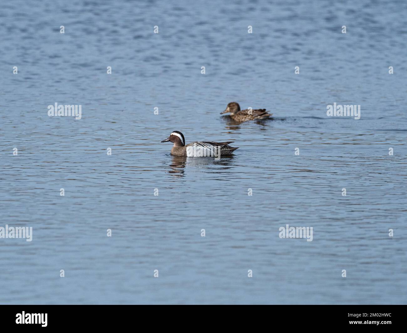 Garganey Anas querquidula maschio in una piscina riedbed con una femmina comune anacea anacrocca oltre, Ham Wall RSPB Reserve, parte delle paludi Avalon, alcuni Foto Stock