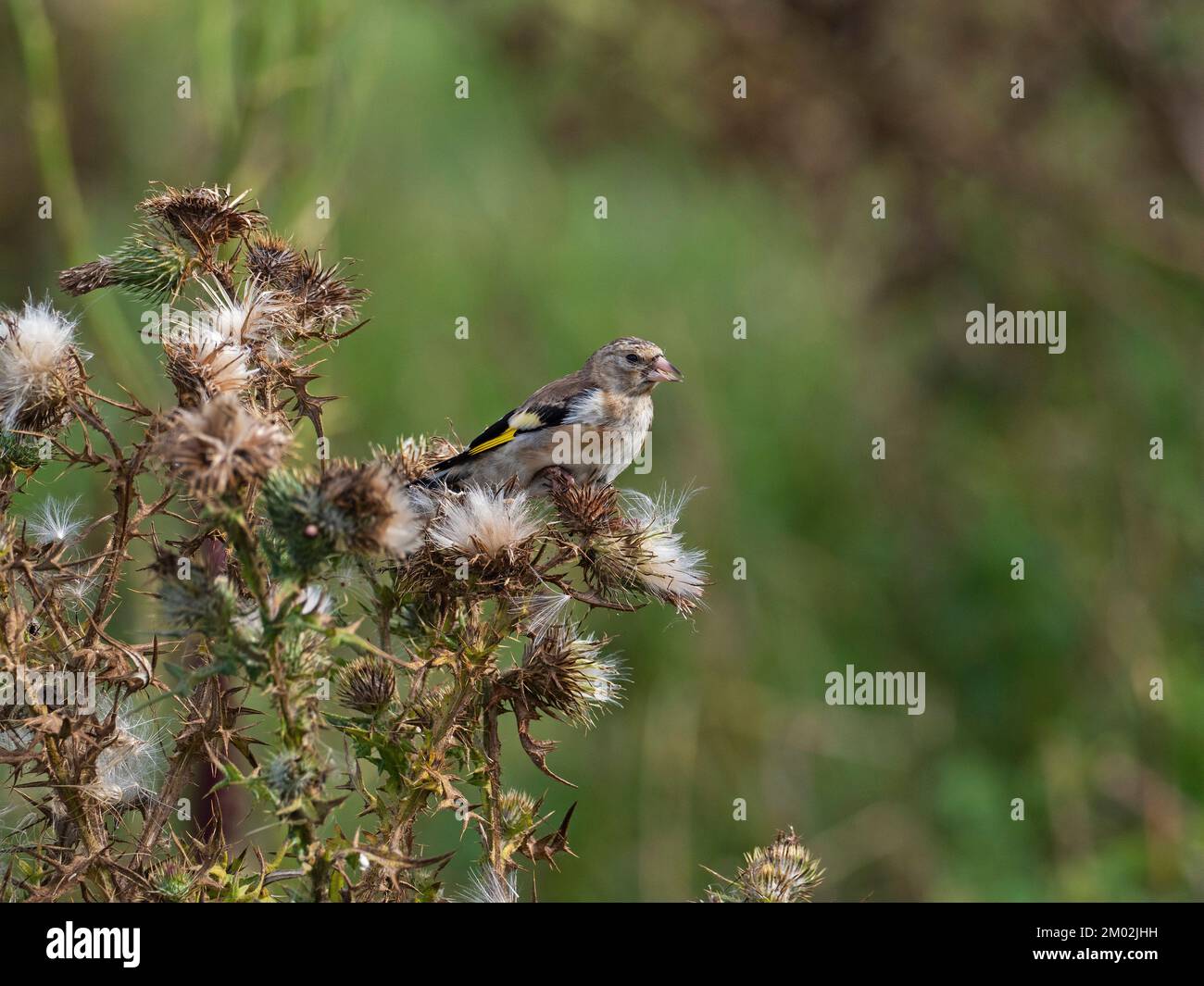 Carduelis carduelis giovani nutrimento su testa di pesce di un cardo, Keyhaven e Lymington Marshes Local Nature Reserve, Hampshire, Engl Foto Stock