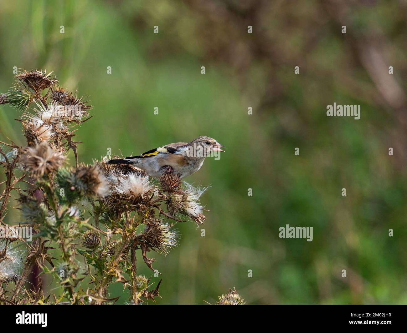 Carduelis carduelis giovani nutrimento su testa di pesce di un cardo, Keyhaven e Lymington Marshes Local Nature Reserve, Hampshire, Engl Foto Stock