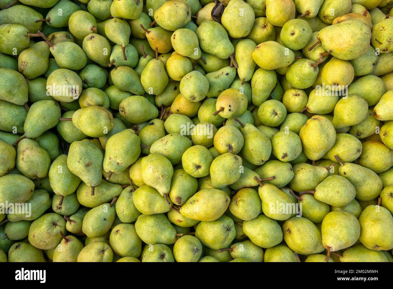 Primo piano di alcune pere europee Foto Stock