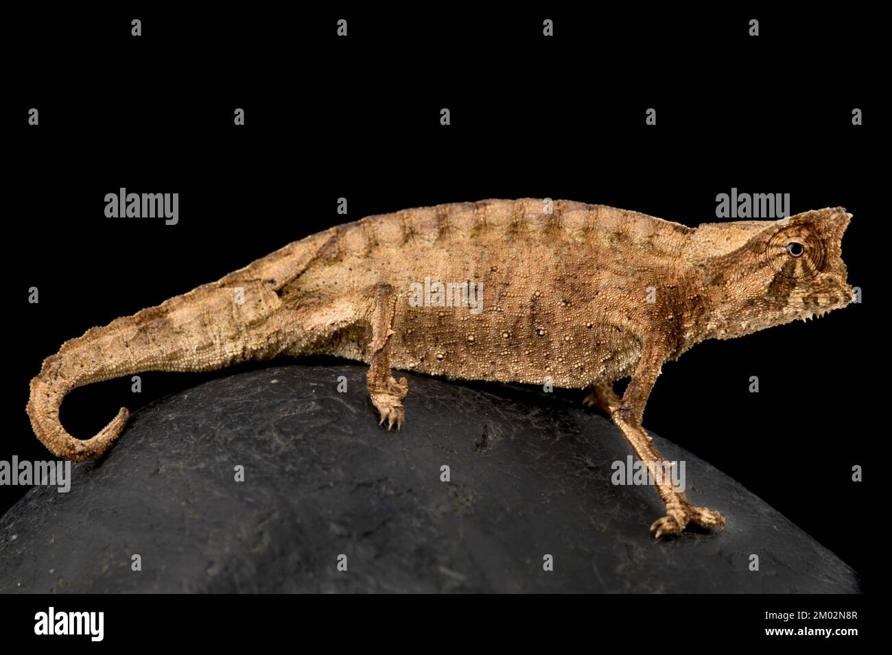 Camaleonte di Perinet (Brookesia therezieni) Foto Stock