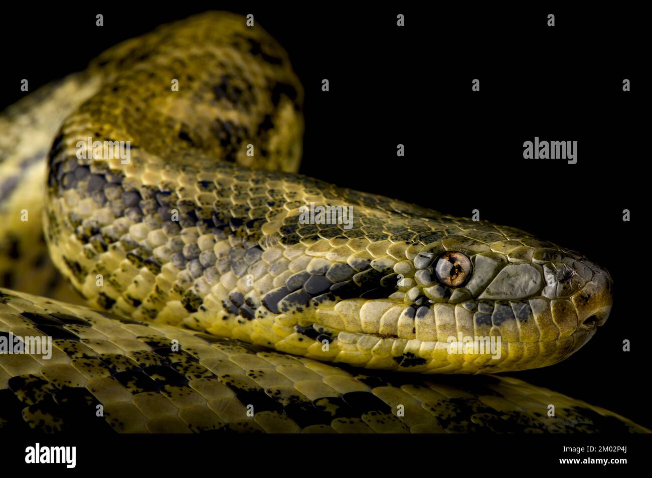 Anaconda gialla (Eunectes notaeus) Foto Stock