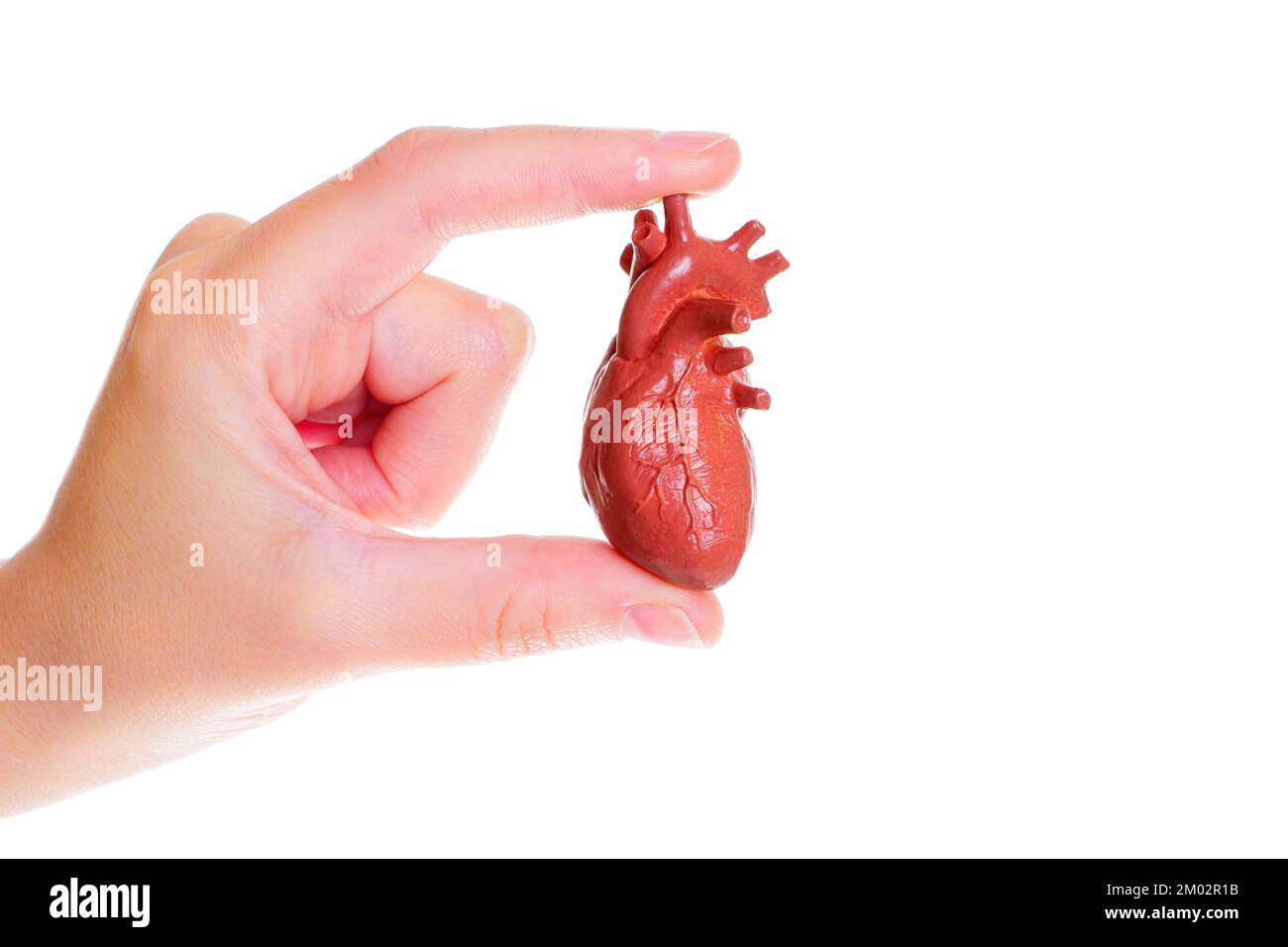 Copia anatomica in miniatura di un cuore umano in mano isolato su sfondo bianco. Apprendimento con modelli anatomici. Foto Stock