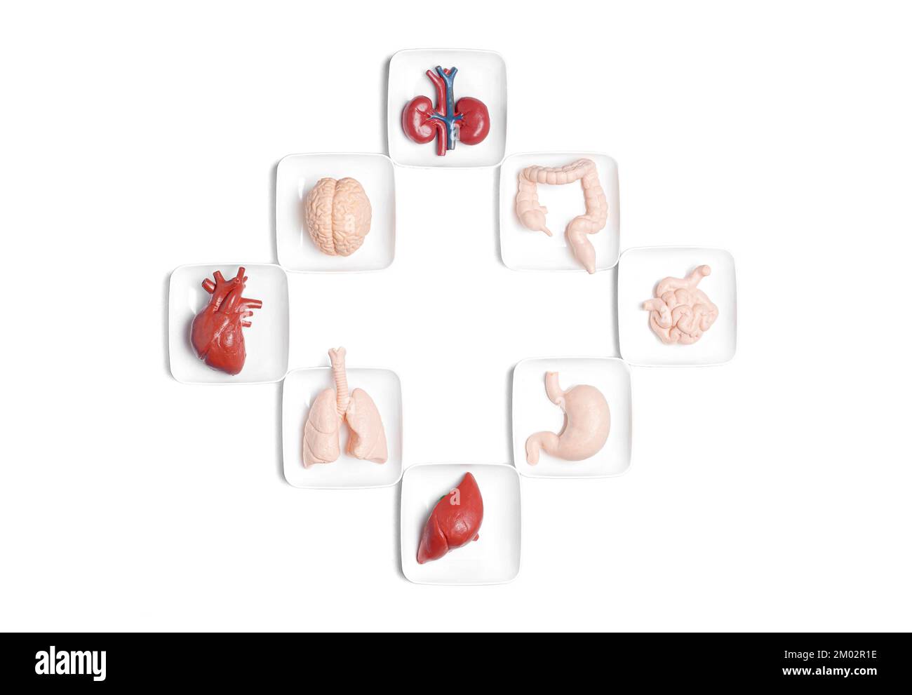 Concetto correlato alla donazione di organi creativi: Organi del corpo umano giocattolo disposti a croce isolati su sfondo bianco. Foto Stock