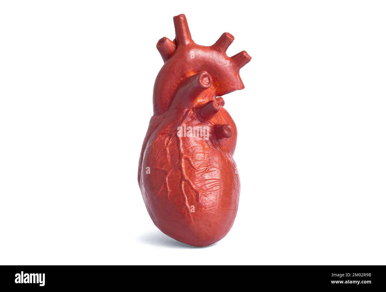 Copia anatomica in miniatura di un cuore umano isolato su sfondo bianco. Insegnamento con modelli anatomici di organi interni. Foto Stock