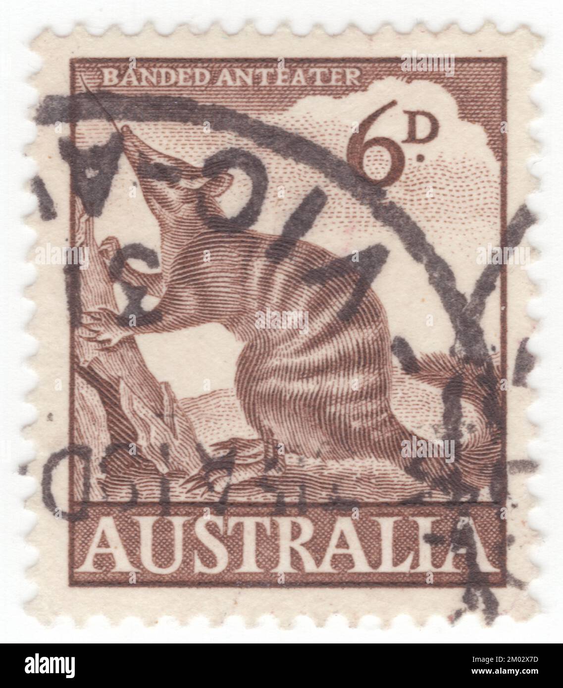 AUSTRALIA — 1960 settembre 30: Un francobollo al cioccolato da 6 pence raffigurante un antenato a bandella. L'intorpidato (Myrmecobius fasciatus), noto anche come noombat o valpurti, è un marsupiale insettivoro. È diurno e la sua dieta consiste quasi esclusivamente di termiti. Una volta la specie era diffusa in tutta l'Australia meridionale, ma ora è limitata a diverse piccole colonie nell'Australia occidentale. È pertanto considerata una specie in pericolo e protetta da programmi di conservazione. I Numbers sono stati recentemente reintrodotti nelle riserve recintate in Australia Meridionale e nel nuovo Galles del Sud Foto Stock