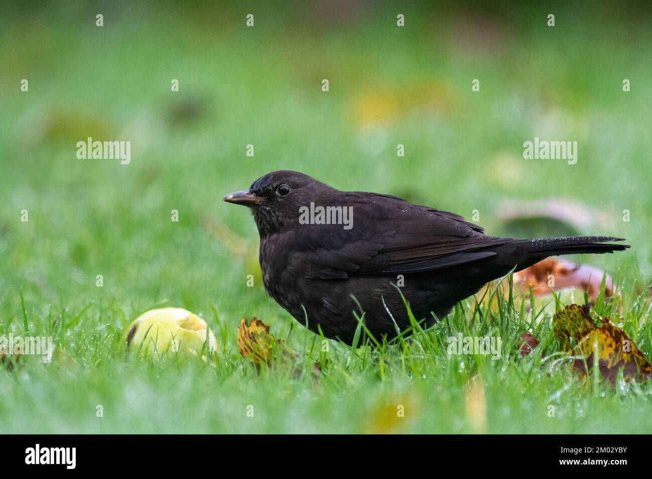 Femmina Blackbird comune, Turdus merula, mangiare mele a vento su un prato da giardino, North Yorkshire, Regno Unito. Foto Stock