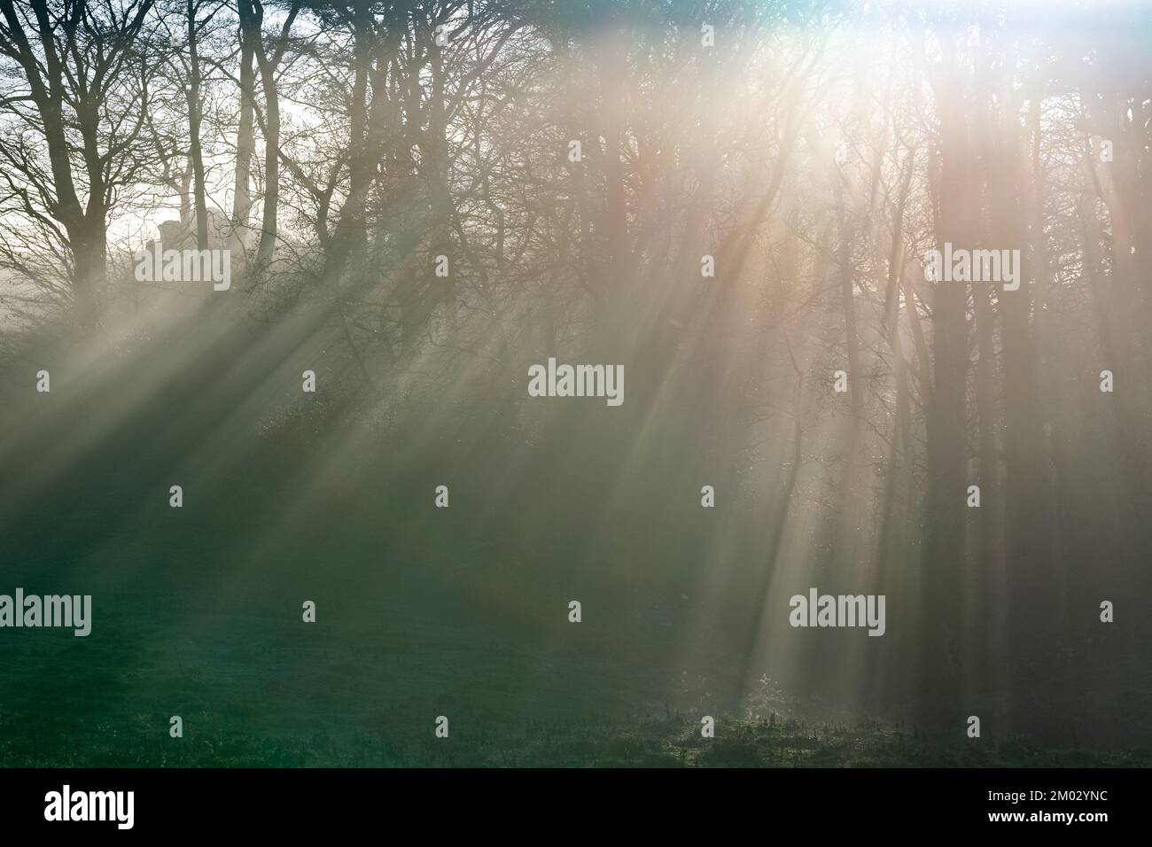 La luce del sole che scorre attraverso gli alberi e la nebbia crea una luce inquietante. North Yorkshire, Regno Unito Foto Stock