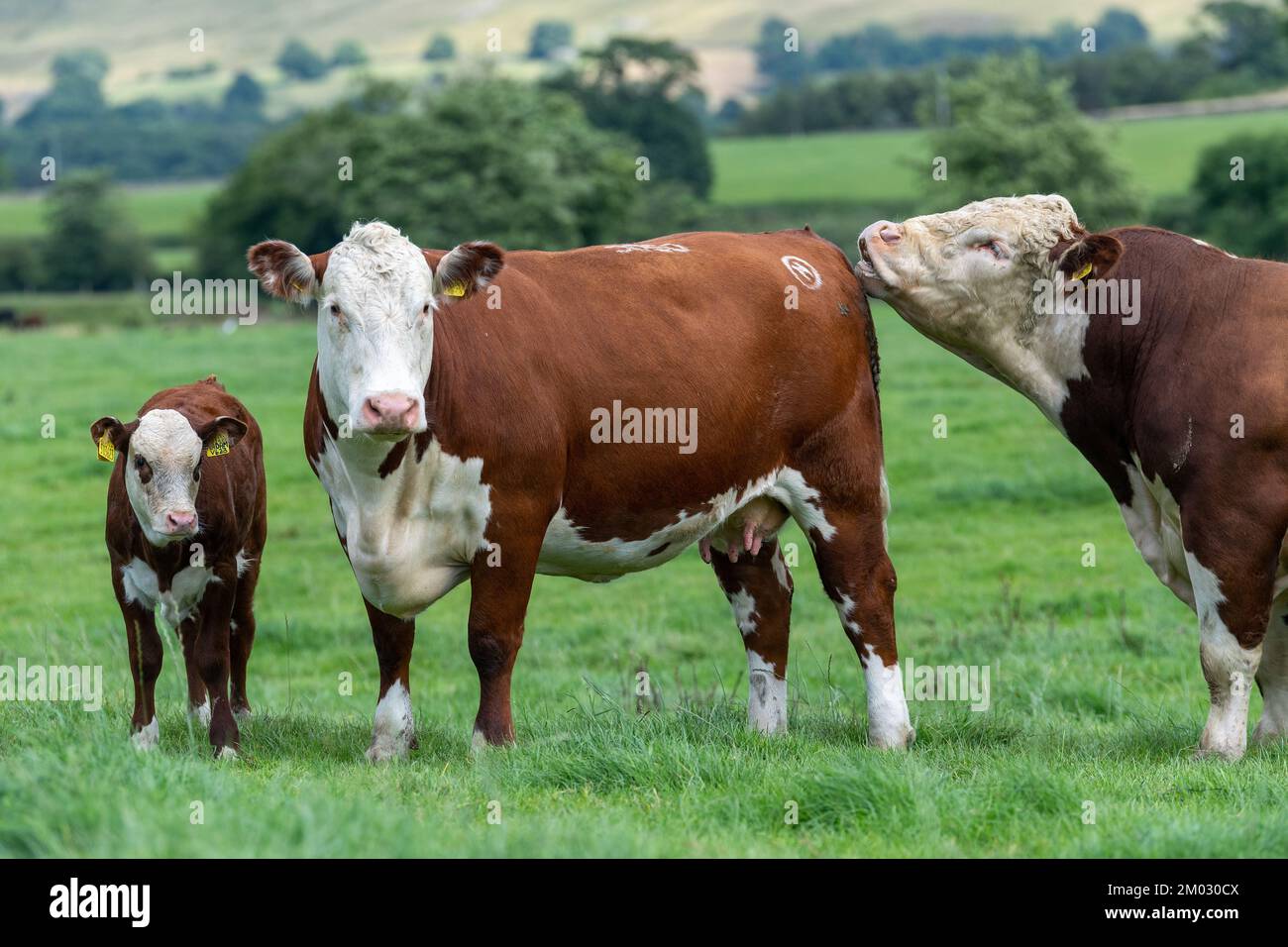 Pedigree hereford bull con una mucca e vitello in un pascolo montano sul bordo del Howgill Fells in Cumbria, Regno Unito. Foto Stock