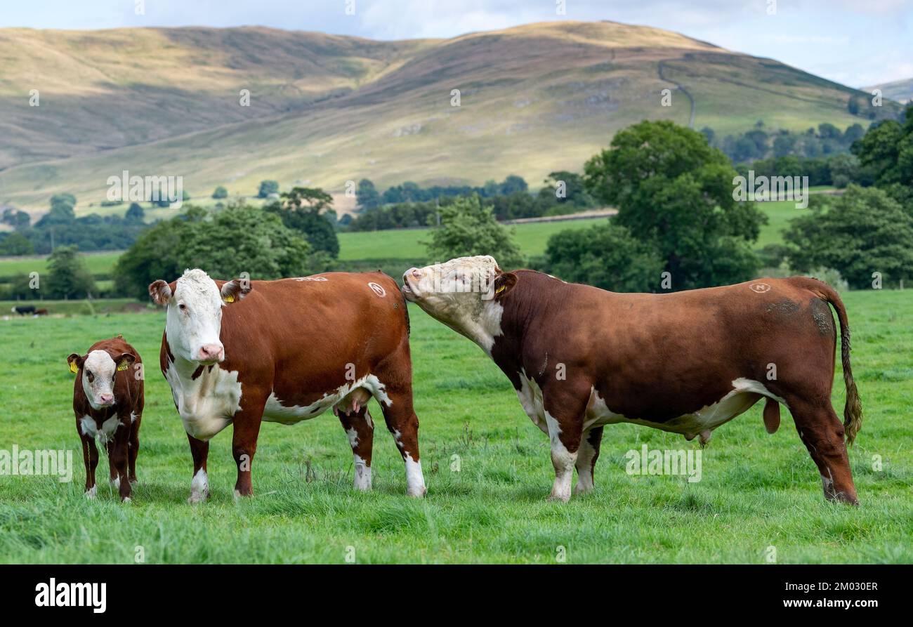 Pedigree hereford bull con una mucca e vitello in un pascolo montano sul bordo del Howgill Fells in Cumbria, Regno Unito. Foto Stock