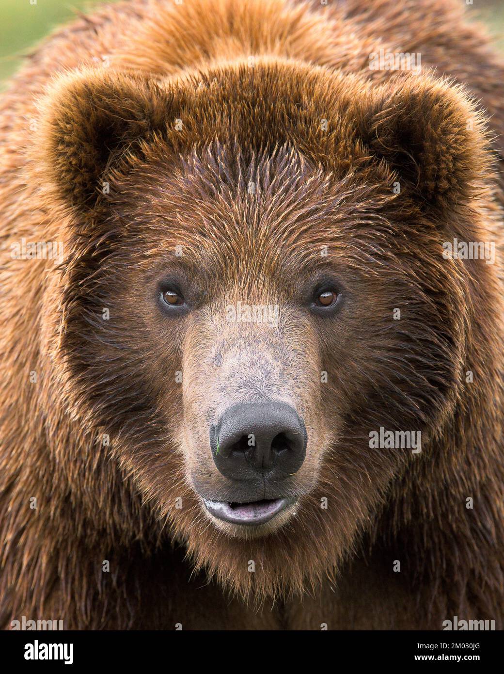 Primo piano ritratto di giovane orso grizzly maschio Foto Stock