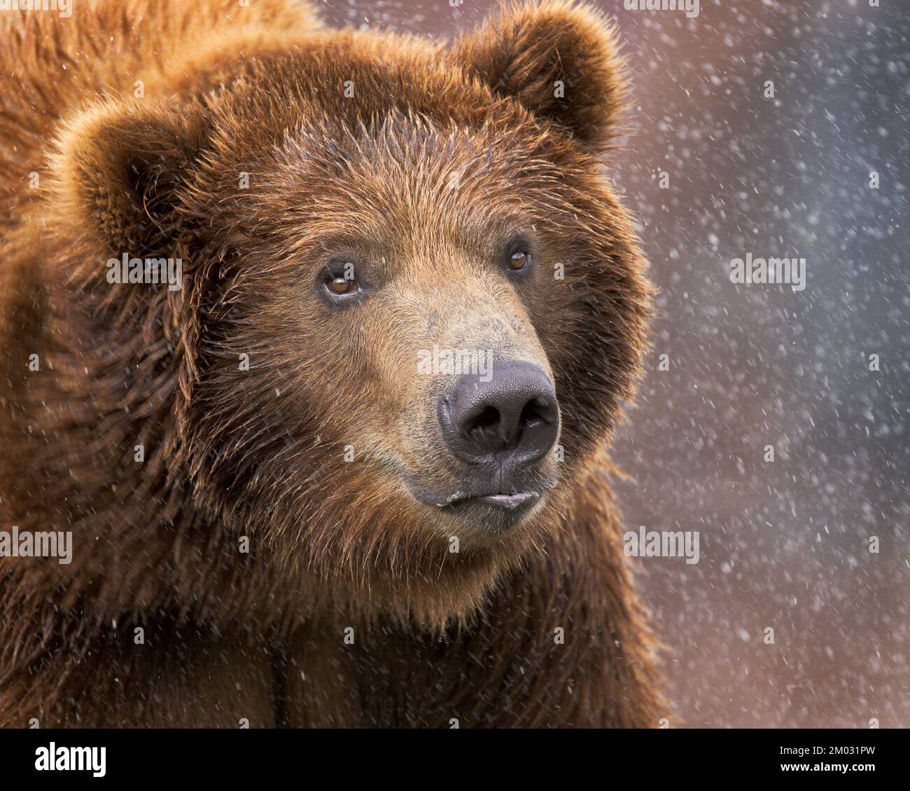 Primo piano di un giovane maschio grizzly sopporta scuotendo la testa e spruzzando l'acqua Foto Stock