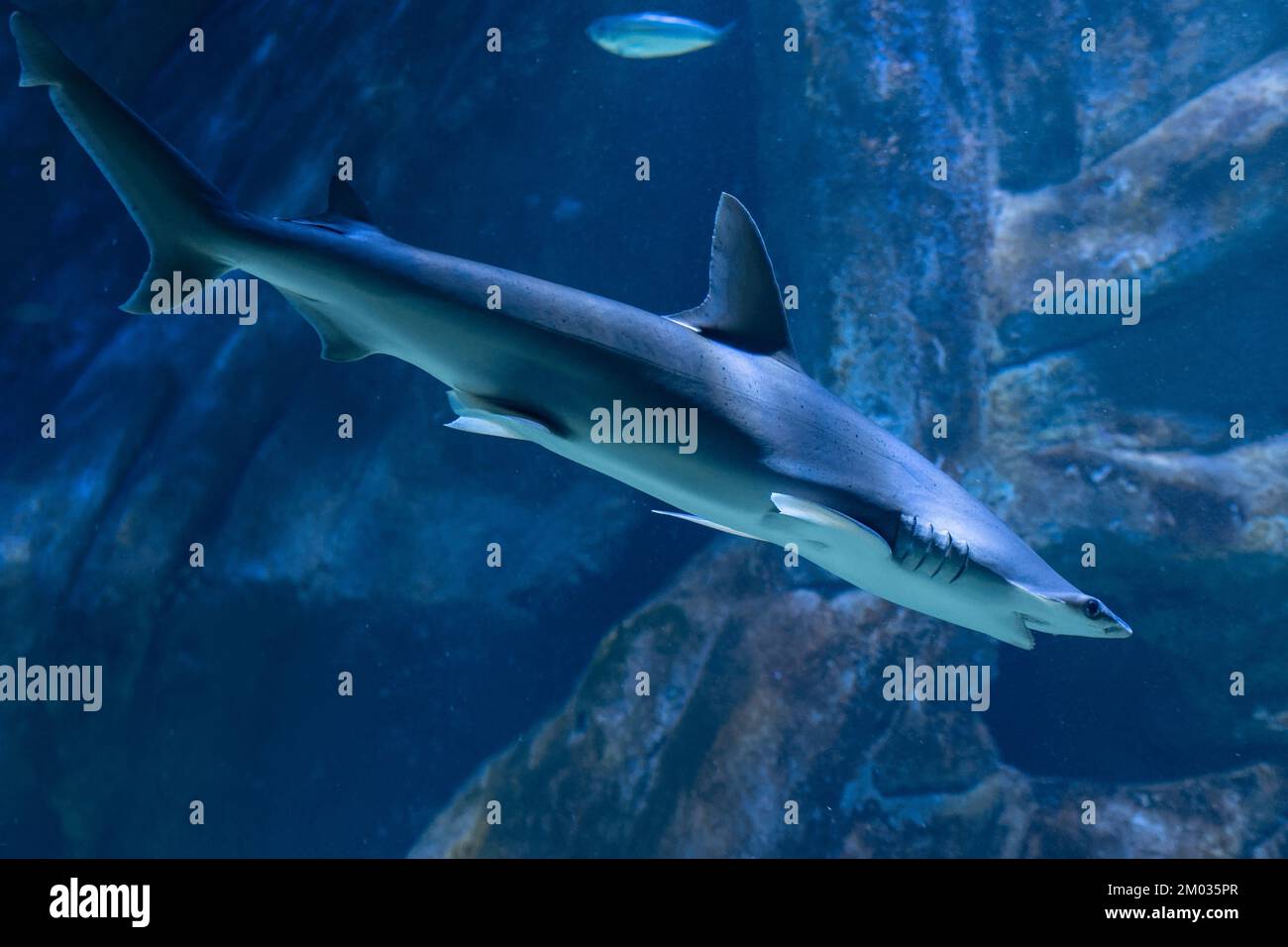 Squalo martello isolato Foto Stock