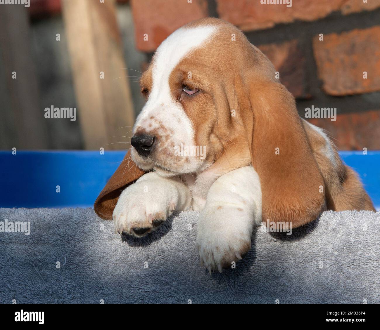 Basset Hound cucciolo Foto Stock