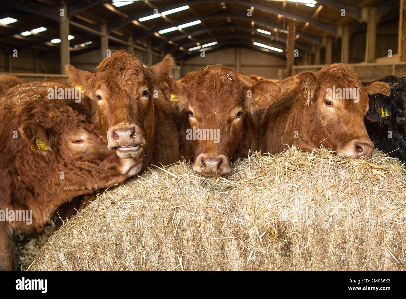 Mucche Limousin giovenche Foto Stock