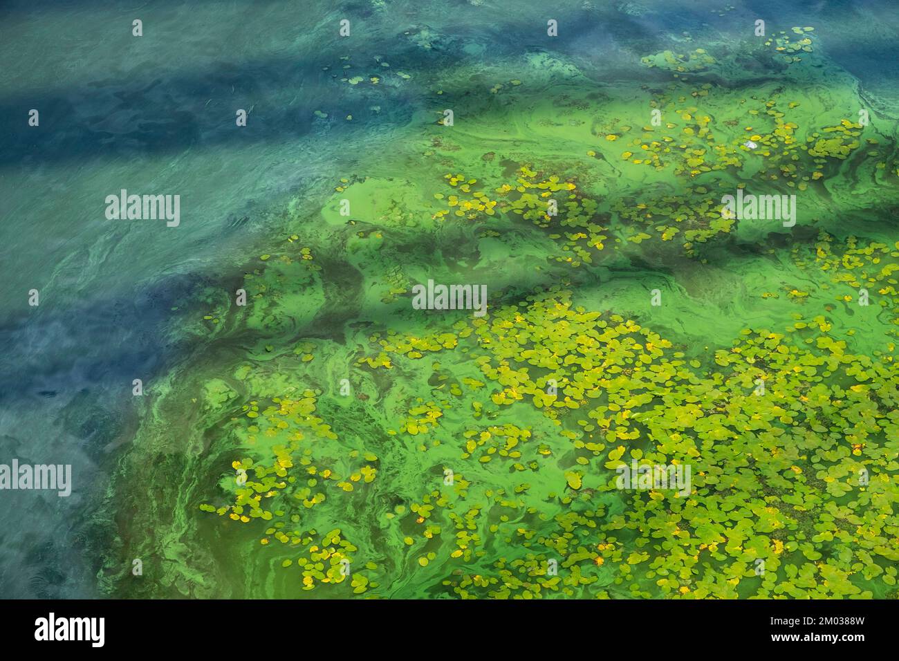 Acqua sporca nel fiume. Inquinamento delle acque fluviali. Concetto ecologico di natura inquinata Foto Stock